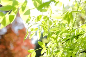 与芳草不期而遇！快来成都高新打卡年轻的老街图片