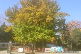西安楼观台有棵老子手植银杏，距今2600多年，免费开放公交直达图片