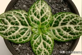又一个盛世美颜，报春苣苔属新物种丽叶报春苣苔图片