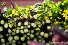 关于菜薹的灵魂6问，请回答图片