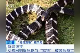 银环蛇是中国最毒的毒蛇吗？它们咬一口就致命，银环蛇只能排第三图片