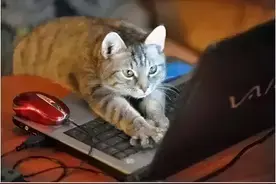 都说“好奇害死猫”，这回我真信了图片