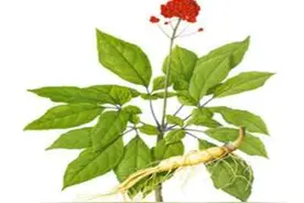 文登西洋参科普（二）图片