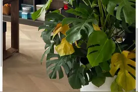 我不会再松开你了图片