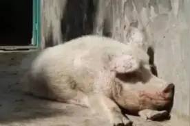 18年前中国送给阿富汗的那只猪，现在成为国宝每天被围观图片