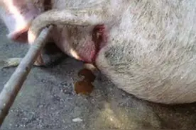 猪血便是什么原因造成的？猪拉血便是啥病怎么治？方法在这里图片