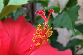 扶桑花插左耳与插右耳的寓意完全不同！弄错尴尬了，一起来了解下图片
