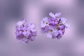 白虎女人暴露出其贪婪的本性，她要自己做生意，根本没有风险意识图片