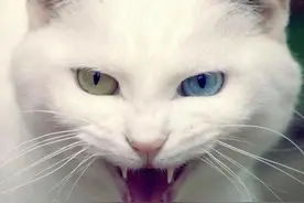 今日剿灭黑帮猫老大，吓得小伙伴赶紧跑开了图片
