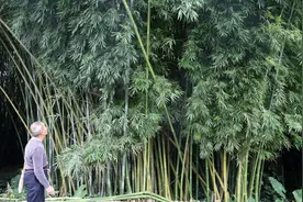 Wow！中科院华南植物园的竹子专家在广宁发现两个竹类新种图片