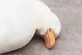 妹妹的嘴真甜呀表情包图片