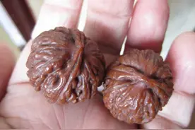 难伺候的几种文玩图片