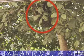 蜂巢如“篮球”，九旬老人持帚战蜂群图片
