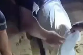 海豚搁浅受伤严重，众人合力救助！目前海豚正在进一步治疗图片