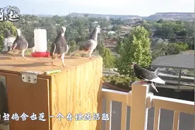鸽舍建造：阳台鸽舍如何建？给你传授几点经验视频封面