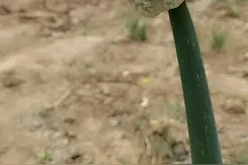 小葱花拌蜜蜂，一个你没有听说的新菜名图片