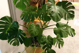 盆栽大型绿植龟背竹，管理切记3要点，净化效果堪比守护神图片