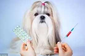 辟谣！关于狗狗注射疫苗的9大误区！别再错误的给狗狗打疫苗了！图片