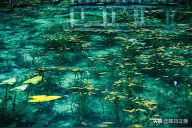 一个无名的池塘，却有着世界名画般的风景，被摄影师们追捧图片