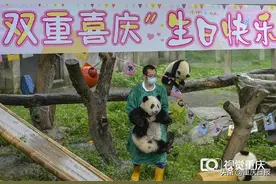 重庆动物园的两对双胞胎大熊猫一岁啦图片