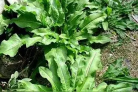 农村一种“牛舌头”野菜，曾经不被人重视，殊不知营养价值极高！图片