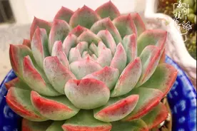 多肉植物繁殖之趣：叶插篇图片