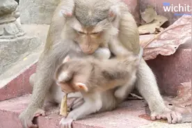 小猴子太调皮，母猴咬住它的胳膊表示警告，宝宝不敢出声，太可爱视频封面