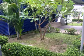 去泰国留学要花多少钱？一份详细费用清单给你图片