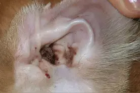 摇头晃脑，蹦野迪，我的猫咪是怎么了？图片