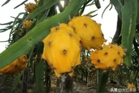 世界十大“顶级水果”，听说过就很厉害了，全吃过的是“大土豪”图片