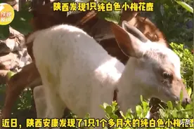 极为罕见！陕西出现一只纯白梅花鹿图片
