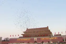 在国庆节时，那些在天安门前，被放飞的鸽子和气球最后飞到哪了视频封面