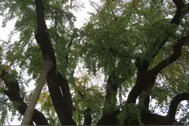 晴川历历汉阳树，芳草萋萋鹦鹉洲图片