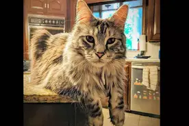 这只猫竟然因为嗓门太大，入选了世界吉尼斯纪录？图片