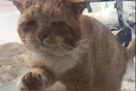 冬天对于流浪猫有多残酷？这只猫被冻得敲窗求救图片