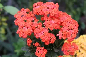 养长寿花“老桩”，做好“3勤2合理”，长势旺，每年开花都翻倍图片