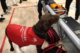 5岁导盲犬茶茶 跟随主人征战残特奥会图片