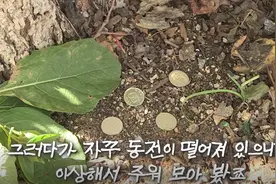 家门口长了棵摇钱树，主人每天可捡200块，晚上却担心得睡不着觉图片