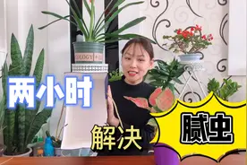 养花人超烦的“腻虫”原来这么好治，找个大纸箱，俩小时就解决图片