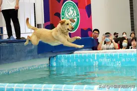 上海：CKU趣味跳水游泳大赛 宠物犬化身水上运动健将图片