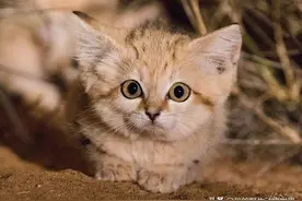 征服沙漠的小猫，几个月不用喝水，把毒蛇当辣条吃图片