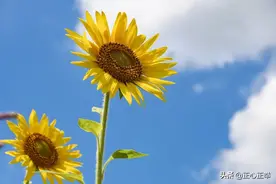 如何突破困境，柳暗花明？试试逆转思维的力量图片
