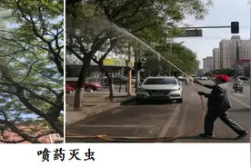 接诉即办——绿化树木遭虫害，快速消杀护环境图片