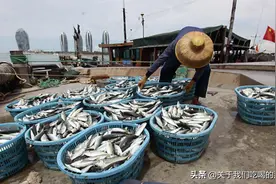 这7种海鱼，目前无法养殖，都是野生的，营养又好吃，价格还不贵图片