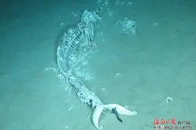 (视频+多图)我国科学家在南海首次发现鲸落！“探索一号”科考船返航三亚图片
