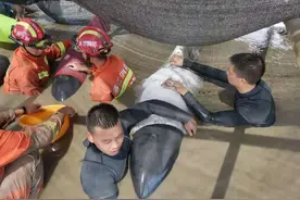 12头瓜头鲸罕见集体搁浅，9头被救起，3头死亡图片
