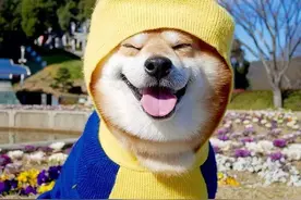 日本一柴犬因笑容太治愈走红！网友：承包了我2020年的头像图片