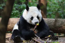 成家班的元老成功妈妈，今年20岁了，前不久刚生了一对龙凤胎图片