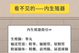 男性的生殖系统，你真的了解吗？包含哪些器官？都有什么功能？图片