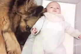为何小baby刚抱回家，狗狗就立马能认出他是小主人？看完算明白了视频封面